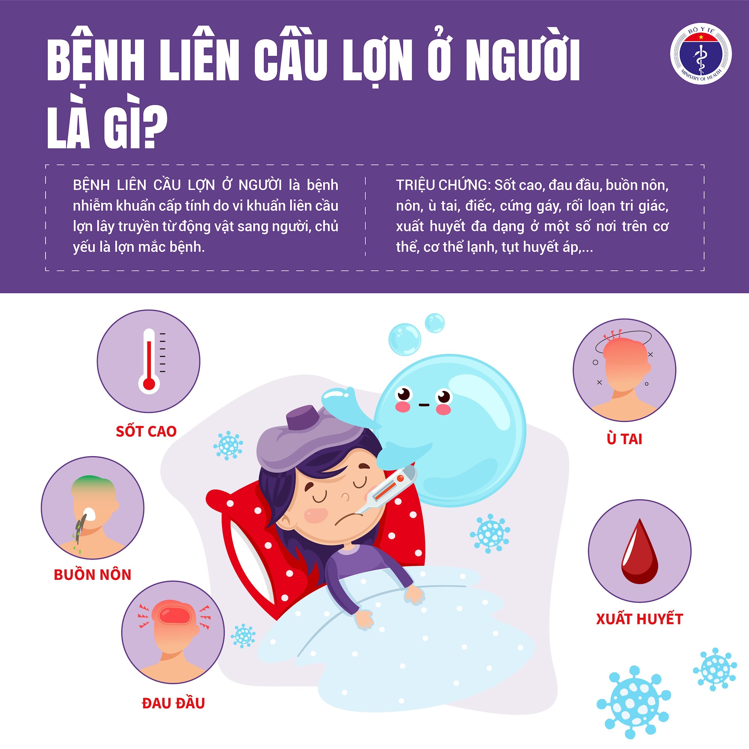 BỆNH LIÊN CẦU KHUẨN LỢN Ở NGƯỜI - NHỮNG ĐIỀU CẦN BIẾT