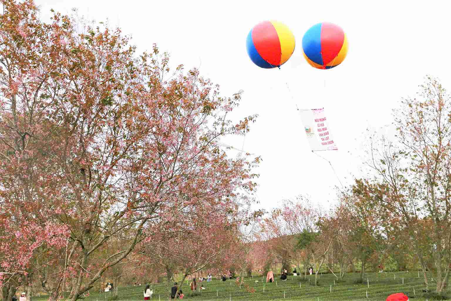 Phường Xuân Trường - Đà Lạt hưởng ứng Lễ hội hoa mai anh đào - Đà Lạt Xuân 2026