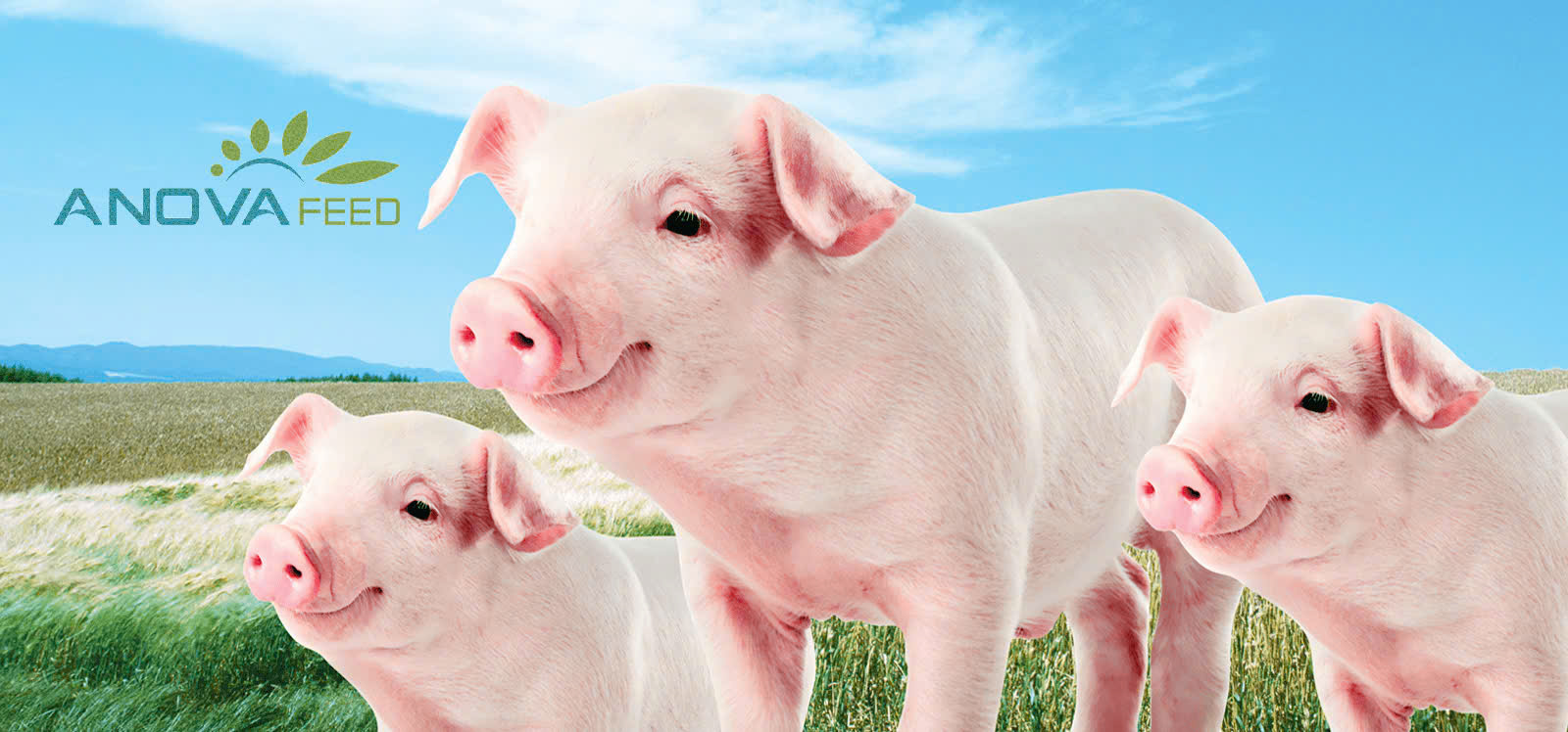 HƯỚNG DẪN MỘT SỐ BIỆN PHÁP AN TOÀN SINH HỌC PHÕNG BỆNH DỊCH TẢ LỢN CHÂU PHI TRONG CHĂN NUÔI NÔNG HỘ