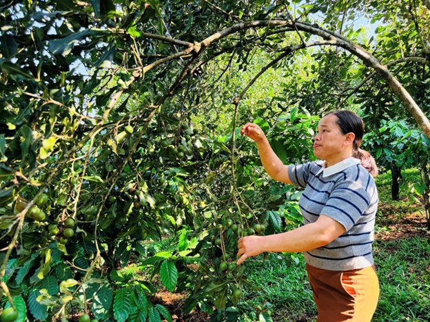 Gương sáng phát triển kinh tế từ mô hình trồng mắc ca xen cà phê của chị Hoàng Thị Uyên