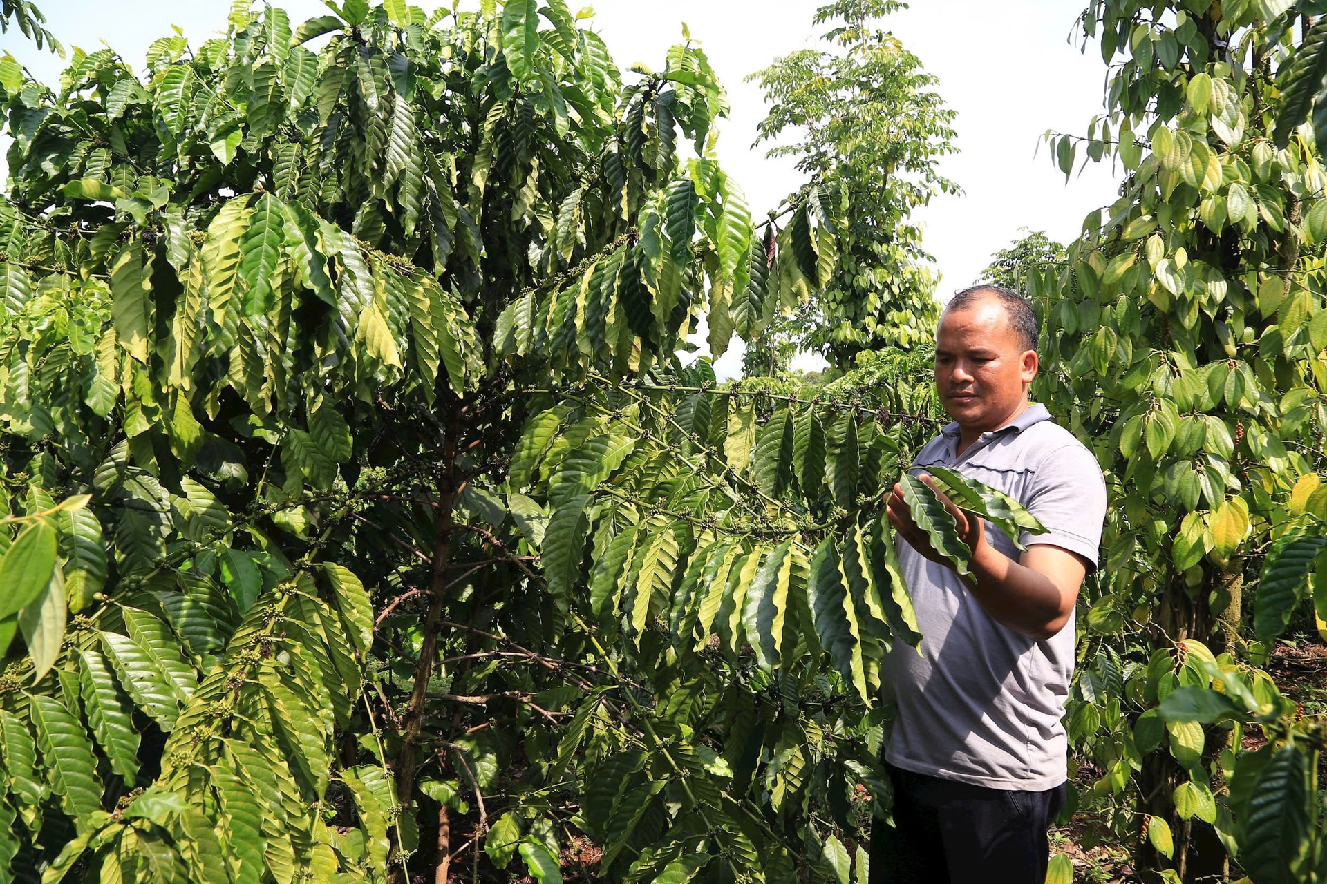 Khi nông dân thay đổi để thoát “bẫy” ép giá nông sản