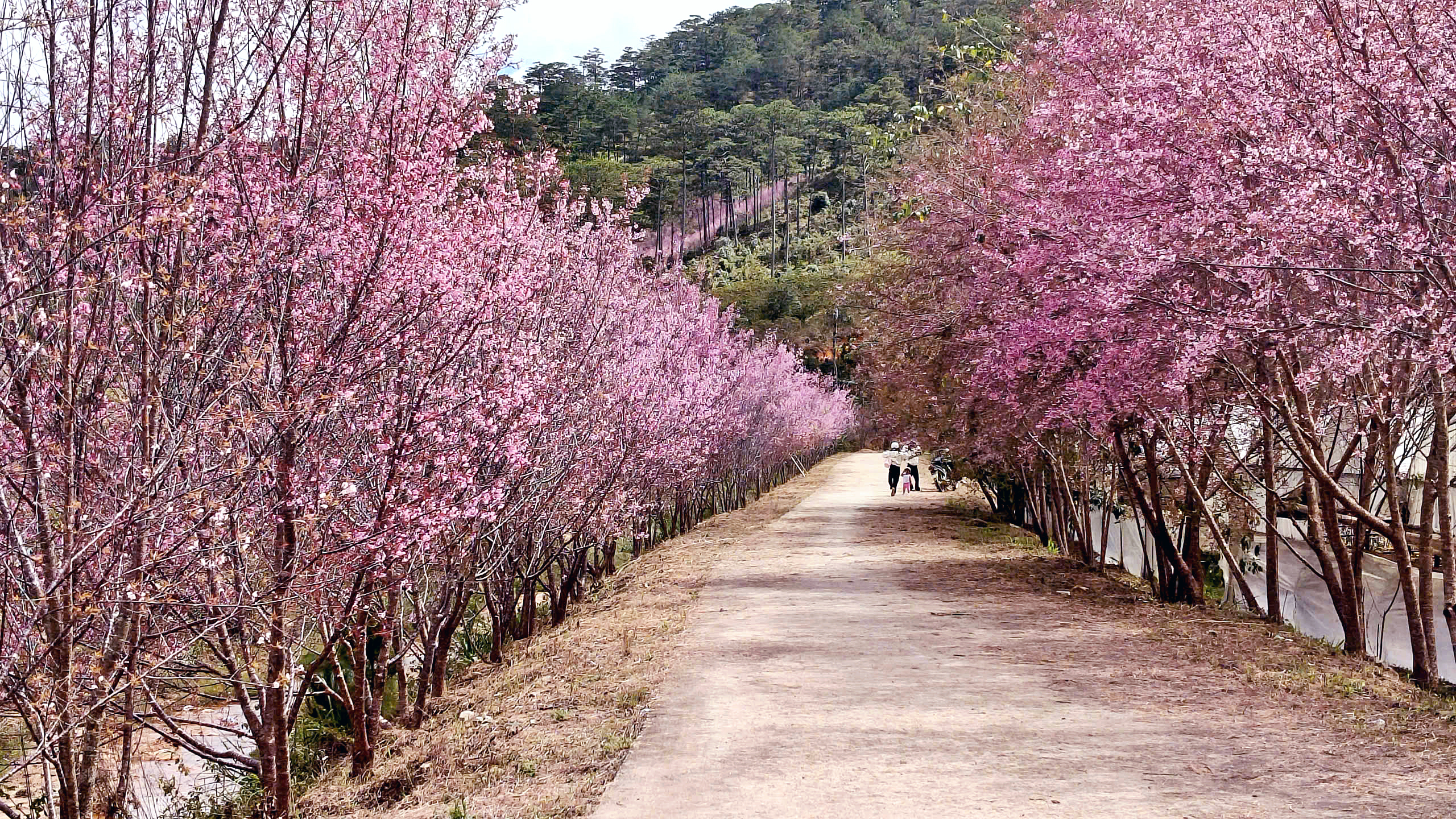 Sắc hồng Mai Anh Đào nhuộm thắm Buôn làng Lạc Dương