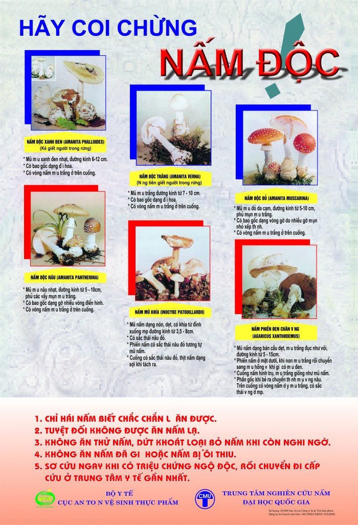 Cảnh báo nguy cơ ngộ độc nấm rừng trong mùa mưa