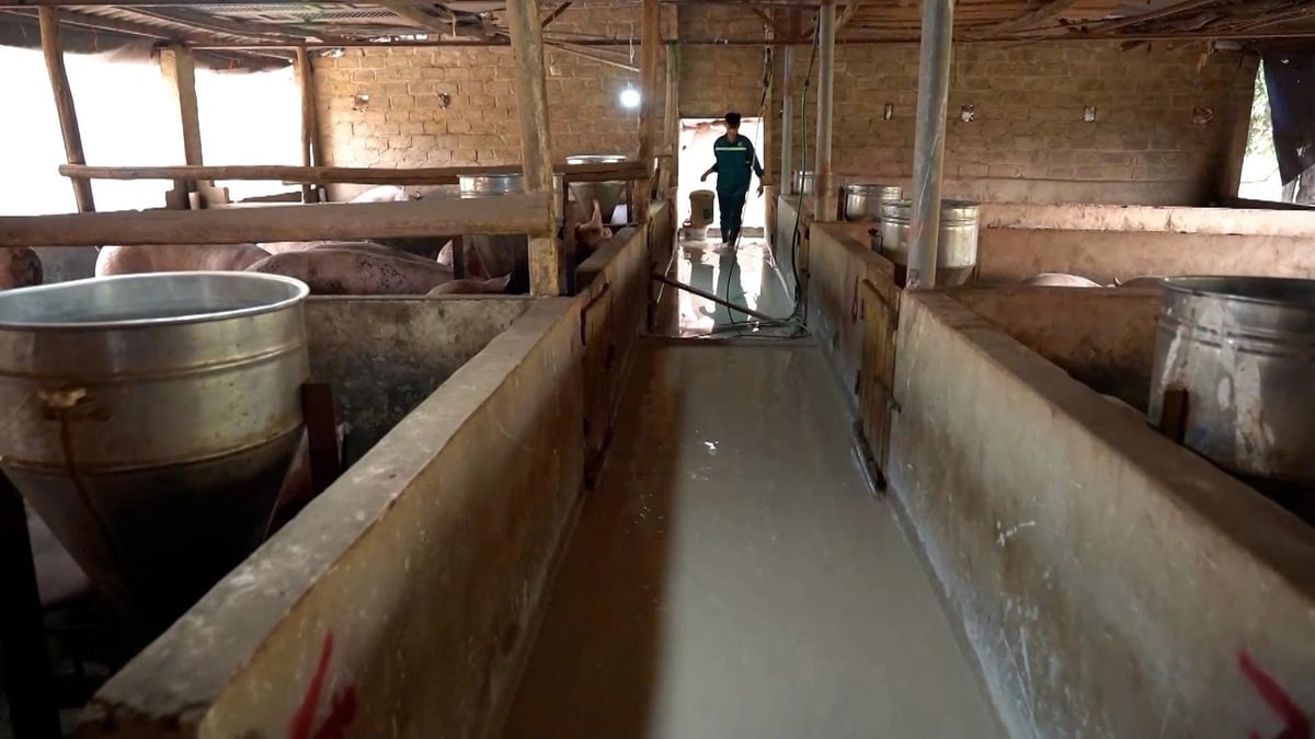 Hiểu đúng bản chất, áp dụng hiệu quả mô hình chăn nuôi không tiếp xúc