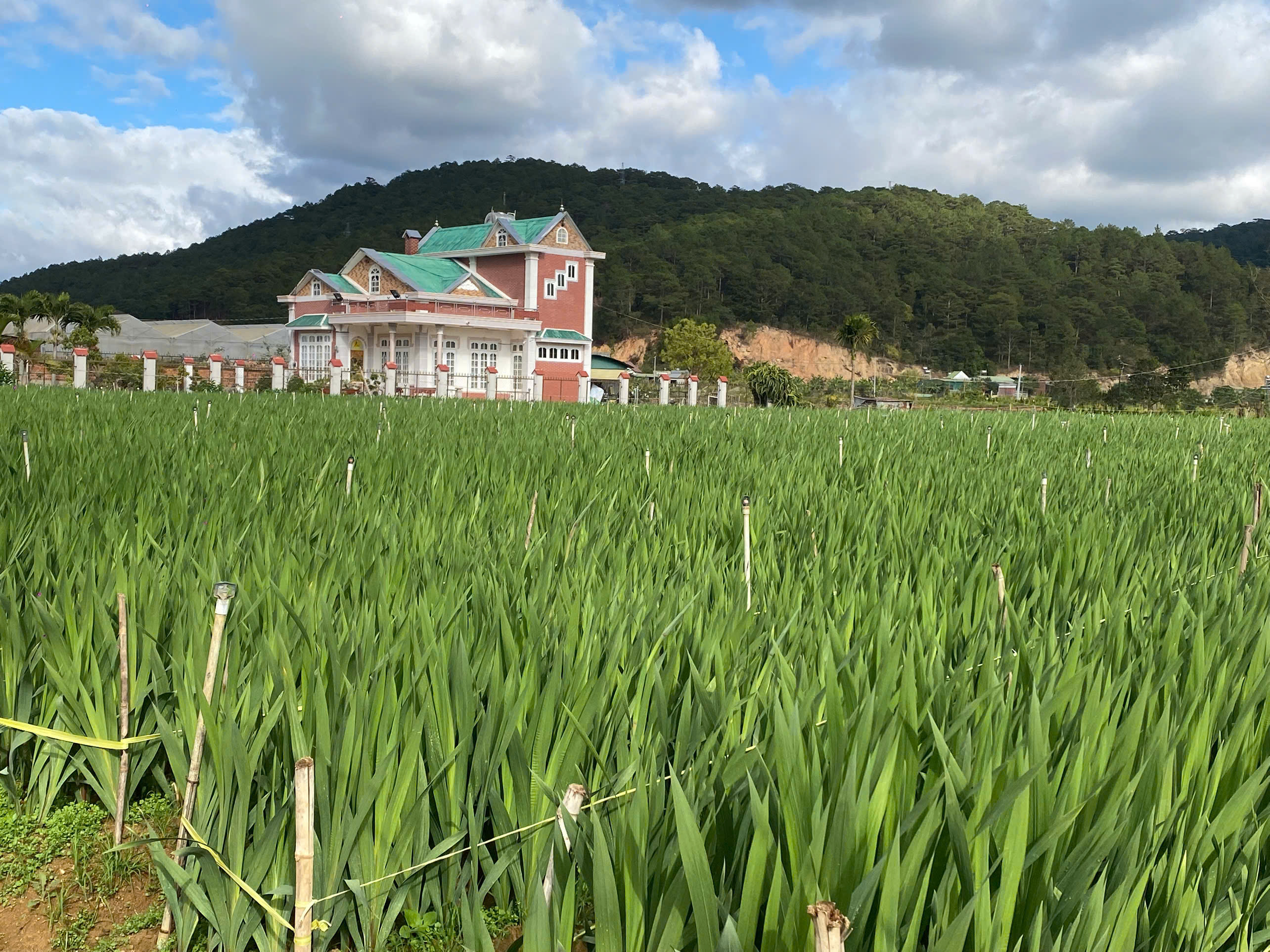 Từ vườn rau đến môi trường số: Hiệp Thạnh vững bước vươn xa.