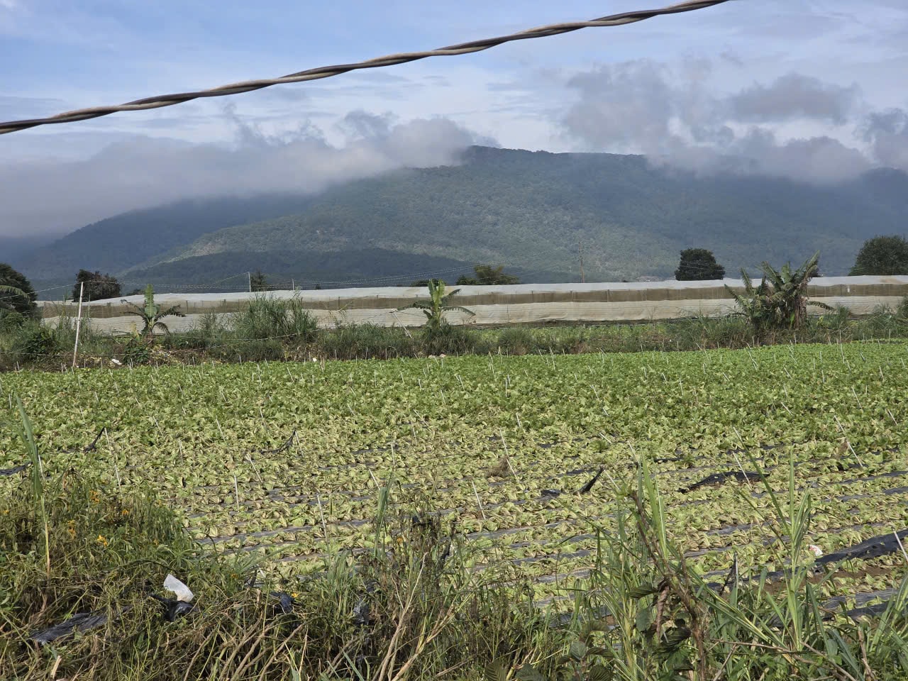 Mưa lũ gây thiệt hại nặng cho sản xuất nông nghiệp ở Đơn Dương