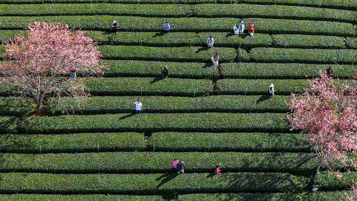 Đà Lạt xây dựng bản đồ số cập nhật mùa hoa mai anh đào