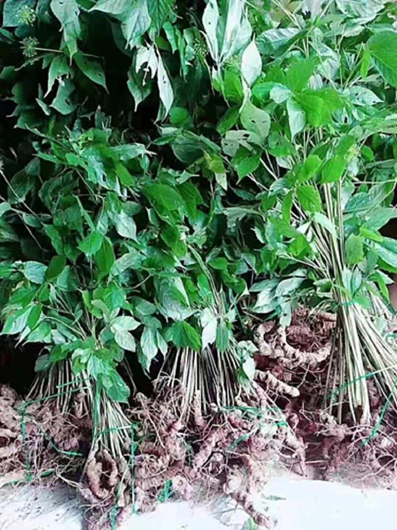 Bảo tồn chuyển vị nguồn gen quý sâm Lang Biang