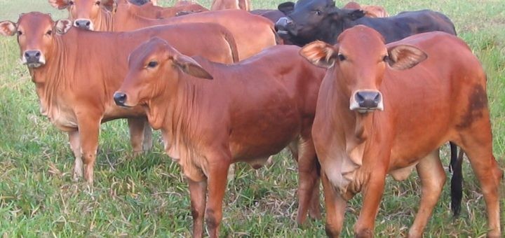 Trạm kiểm dịch động vật Sêrêpốk: "lá chắn" phòng, chống dịch bệnh tại cửa ngõ tỉnh Lâm Đồng