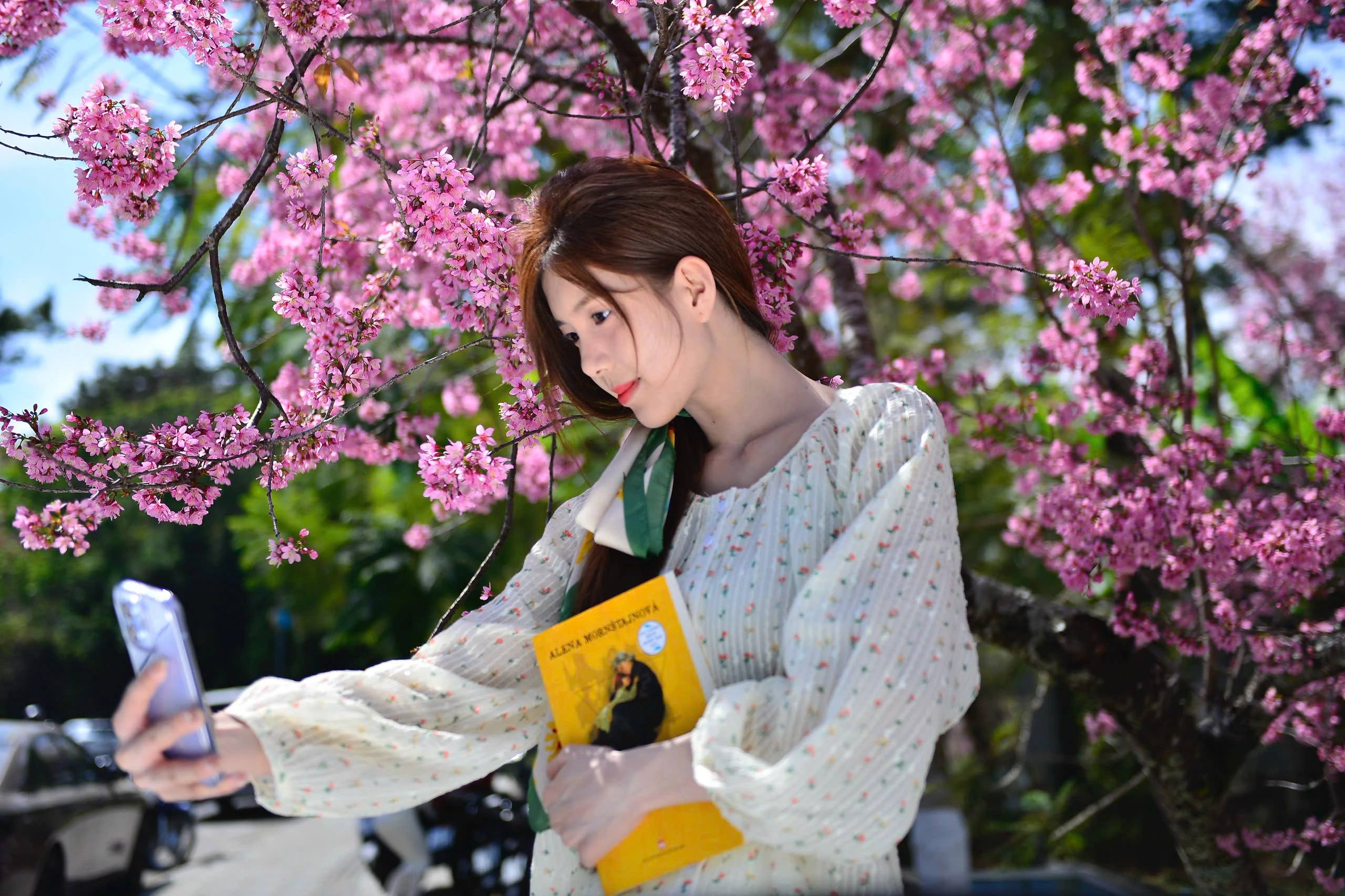 Mùa hoa mai anh đào Đà Lạt xuân 2026 đẹp chưa từng có