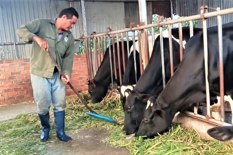 Ðồng bào DTTS ở Ka Ðô phát triển nghề chăn nuôi bò sữa