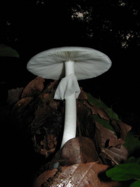 Chủ động phòng, chống ngộ độc do nấm độc Amanita exitialis trong mùa mưa