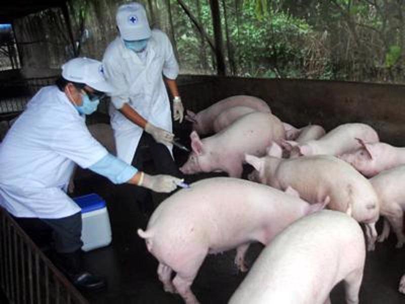 TĂNG CƯỜNG AN TOÀN SINH HỌC TRONG CHĂN NUÔI NÔNG HỘ: GIẢI PHÁP VÀNG PHÒNG, CHỐNG DỊCH BỆNH GIAI ĐOẠN CHUYỂN MÙA (phần 2)