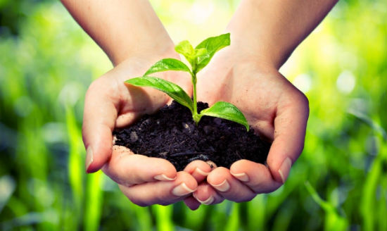 Siết chặt quản lý chất lượng giống cây trồng trên địa bàn tỉnh Lâm Đồng  nâng tầm chất lượng, giá trị