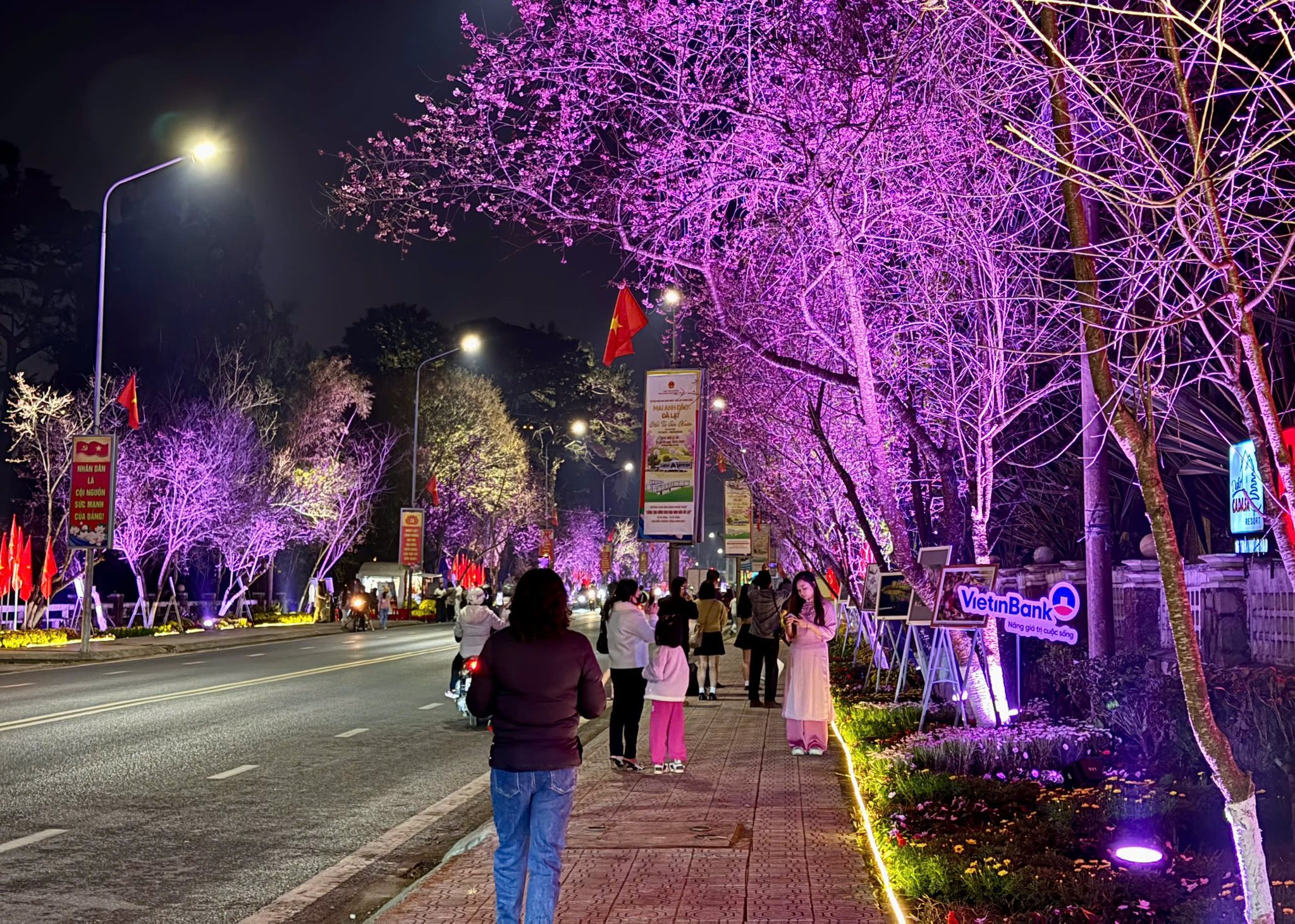 Quảng bá vẻ đẹp Đà Lạt qua sắc hoa Mai anh đào