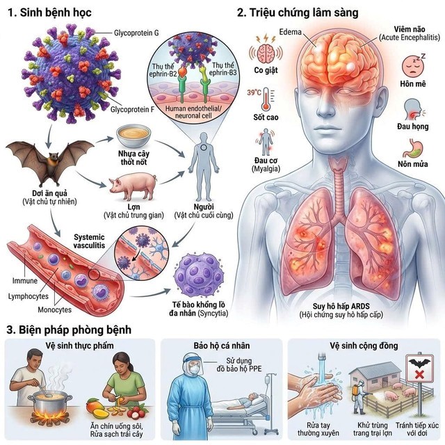 Virus Nipah - cơ chế gây bệnh và các biện pháp phòng ngừa