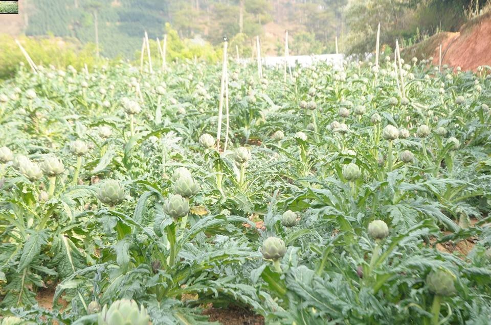 MÃ SỐ VÙNG TRỒNG VÀ MÃ SỐ CƠ SỞ ĐÓNG GÓI  MỘT THỦ TỤC HÀNH CHÍNH  ĐƯỢC GIAO MỚI CHO ỦY BAN NHÂN DÂN CẤP PHƯỜNG