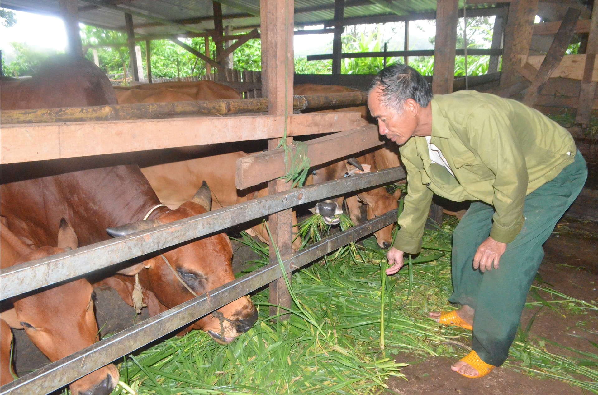 Người chăn nuôi đón cơ hội thị trường cuối năm