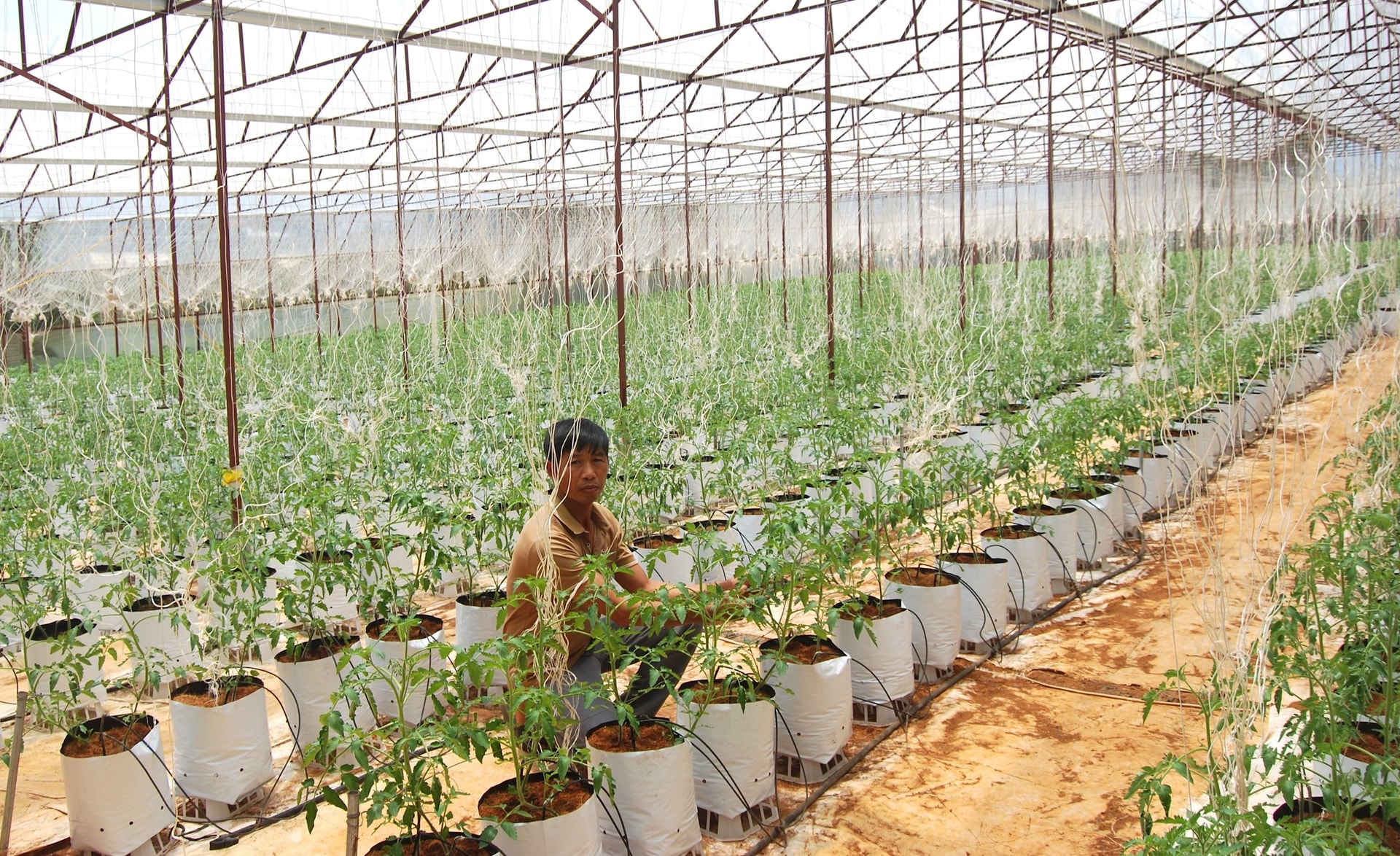 NÂNG CAO CHẤT LƯỢNG CHUỖI NÔNG SẢN AN TOÀN