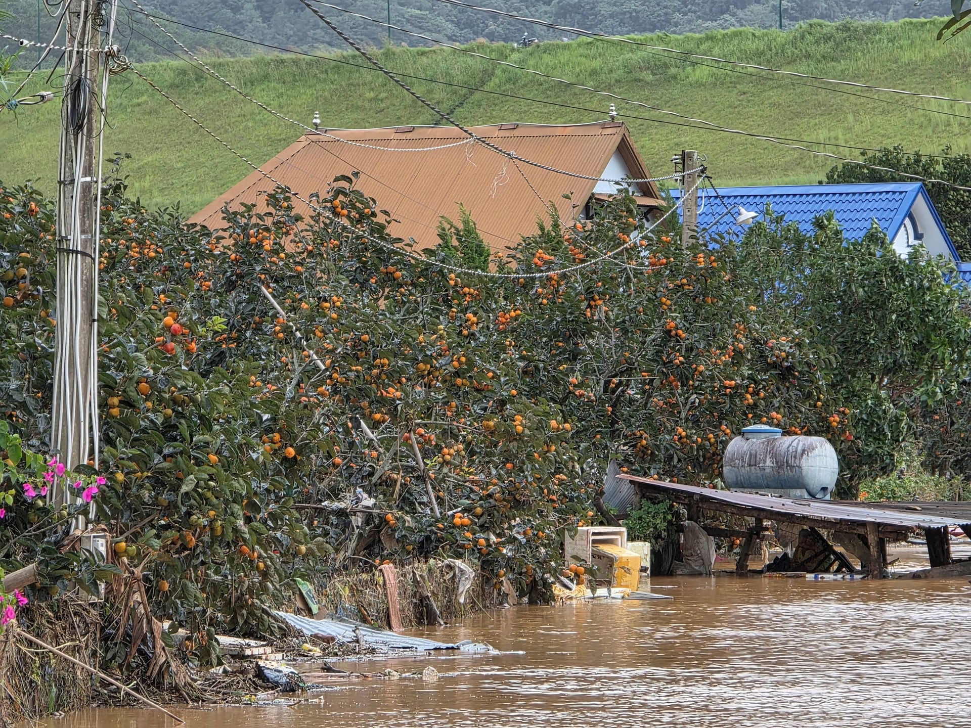 D'ran đứng dậy sau cơn lũ lịch sử