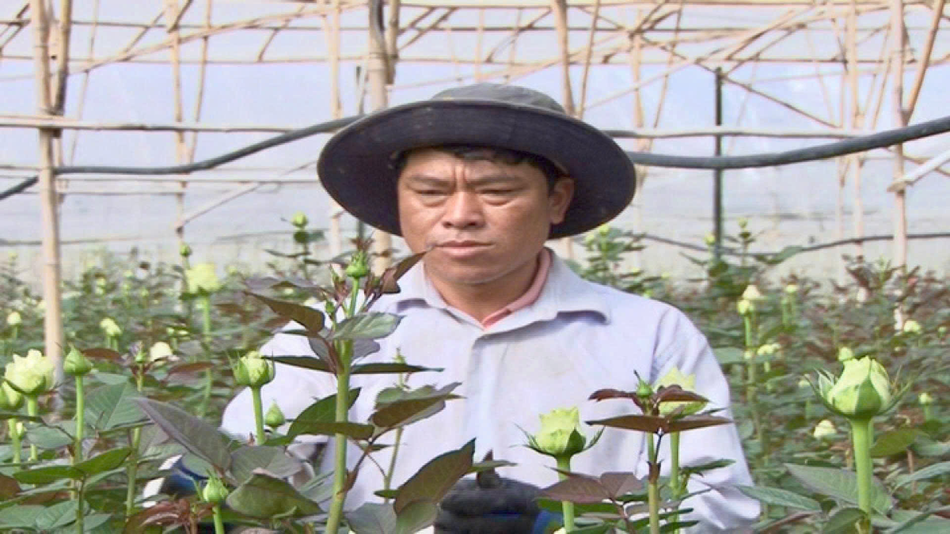 NGƯỜI ĐẢNG VIÊN KƠ HO - LÀM GIÀU QUÊ HƯƠNG, GIỮ GÌN BẢN SẮC VĂN HÓA