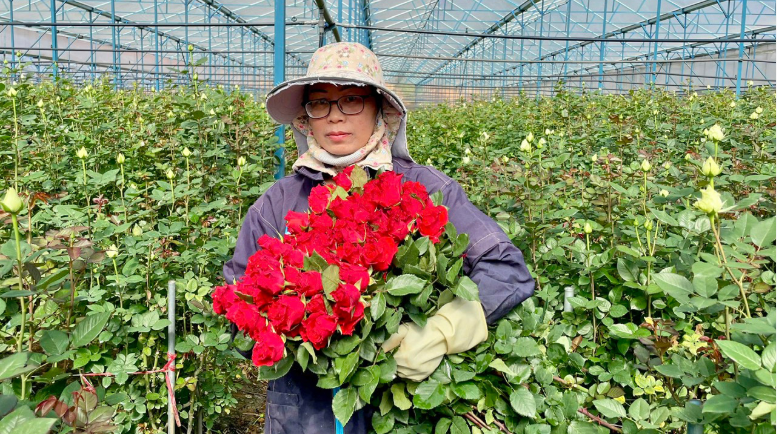 Lạc Dương hướng đến phát triển hoa hồng thành cây trồng chủ lực
