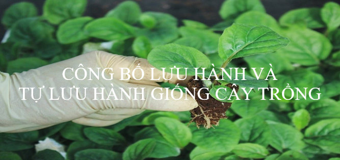 Hướng dẫn hồ sơ, thủ tục công bố lưu hành và tự công bố lưu hành giống cây trồng trên địa bàn tỉnh Lâm Đồng